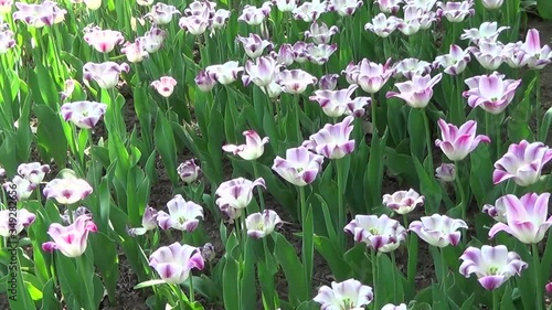 Tulips in bloom in Canada