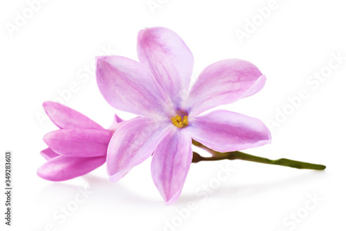 Lilac petals isolated on a white background. Macro photo of spring flowers