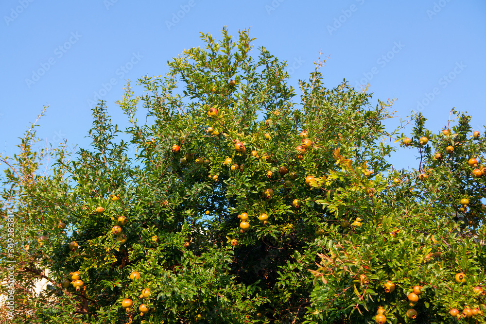 exotic pomegranate tree with fruits exotic pomegranate tree with fruits
