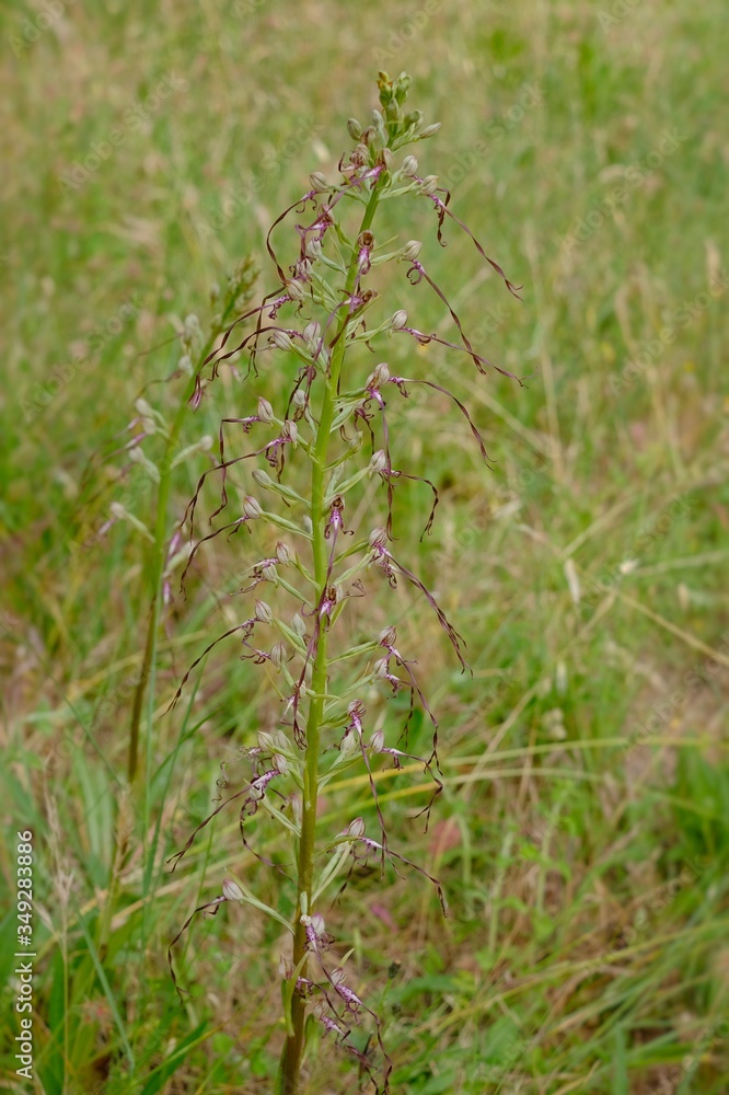 wild orchids in the meadows, Himantoglossum Adriaticum wild orchids in the meadows, Himantoglossum Adriaticum