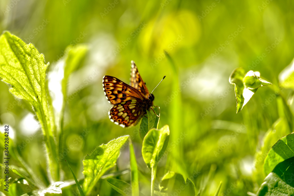 NATURE NATURE