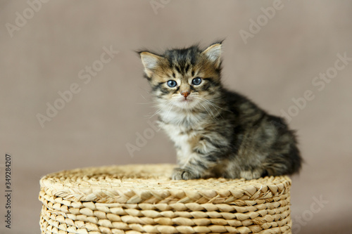 Bilde på lerret Brown tabby kitten with blue eyes sitting on a upside down basket against a plai