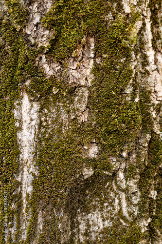 tree bark closeup with green moss texture or background