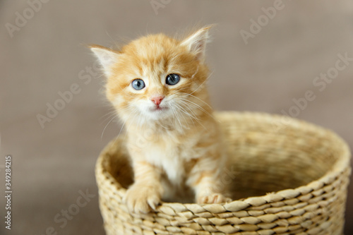 Orange tabby kitten with blue eyes sitting in a small basket on brown background