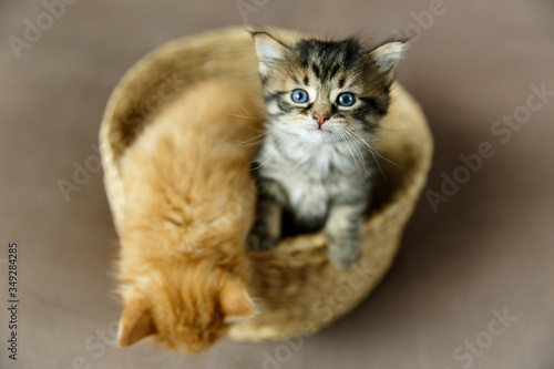 Two kittens sitting in the basket with one trying to escape and another intensely looking