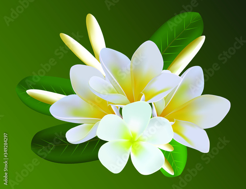 frangipani flower on green background