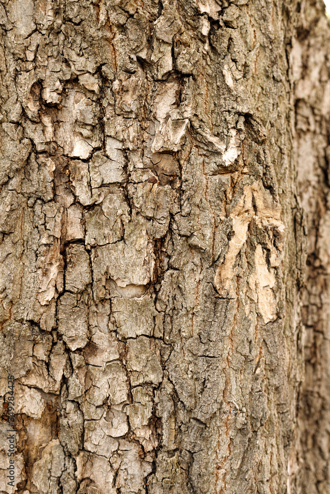 tree bark closeup texture or background tree bark closeup texture or background