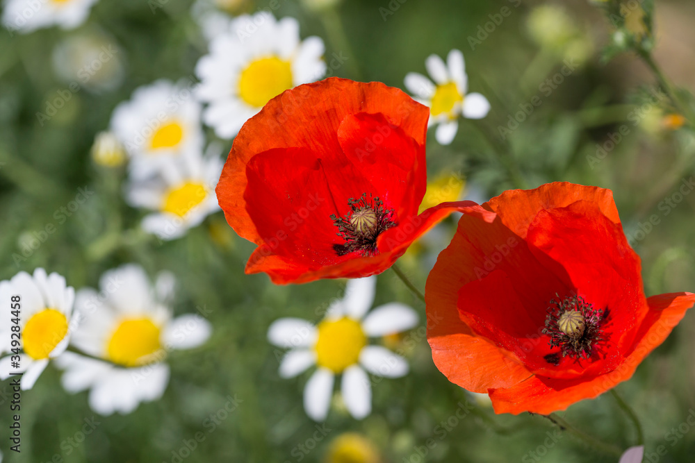 Fototapeta premium Two red poppies in full bloom.
