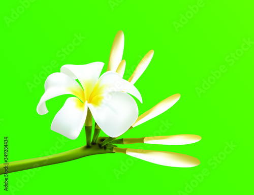 frangipani flower on green
