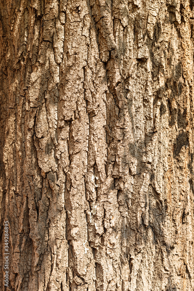 tree bark closeup texture or background tree bark closeup texture or background