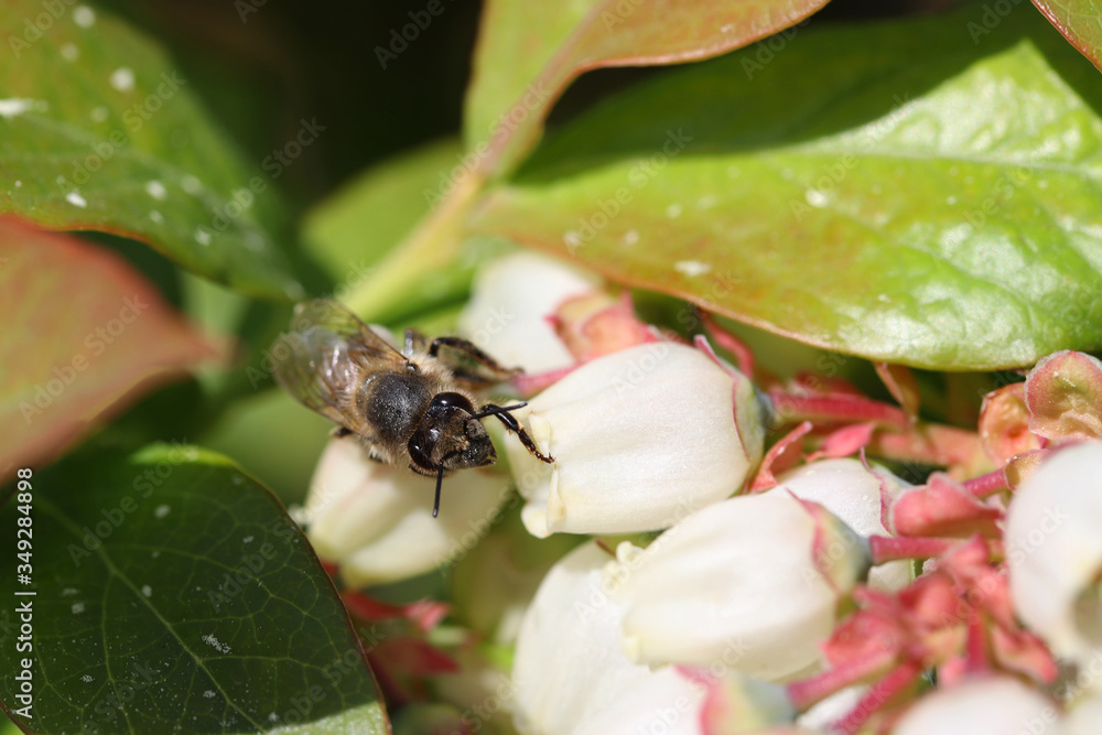 Bee on white blueberry flower, bee pollinates flowers, collects pollen and nectar, closeup , macro Bee on white blueberry flower, bee pollinates flowers, collects pollen and nectar, closeup , macro