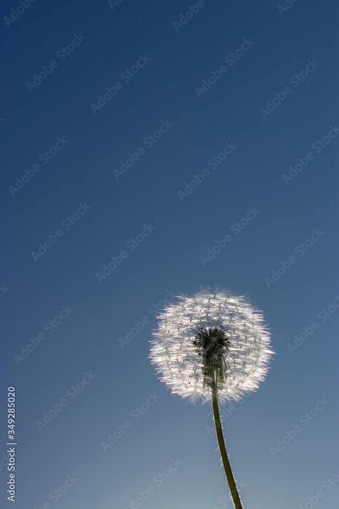 One fluffy dandelion on a background of blue clear sky, on a sunny spring day. Macro photo of wildlife. One fluffy dandelion on a background of blue clear sky, on a sunny spring day. Macro photo of wildlife.