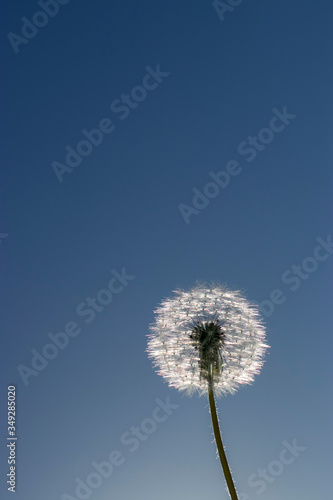 One fluffy dandelion on a background of blue clear sky  on a sunny spring day. Macro photo of wildlife.