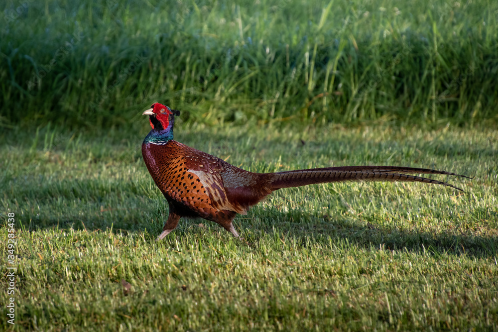 Fototapeta premium dancing pheasant