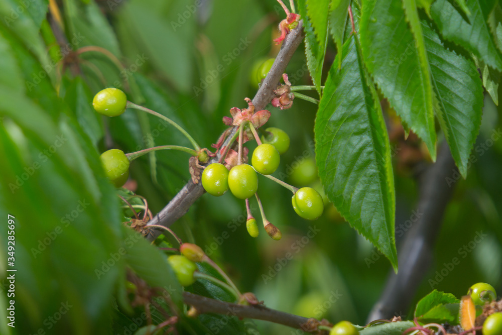 close-up photo of raw cherries in spring season close-up photo of raw cherries in spring season