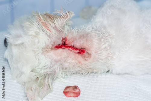 close-up photo of a white dog with a tumor on his skin after surgery