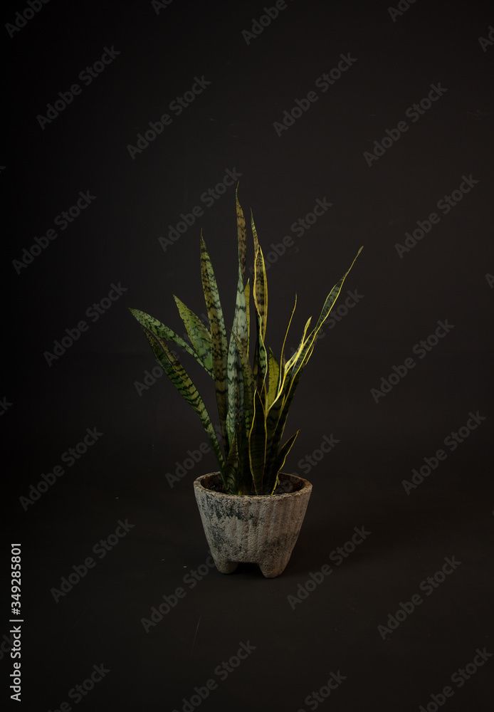 aloe vera in a pot aloe vera in a pot