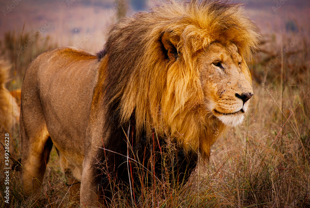 Naklejka premium Portrait of a Magnificent Male Lion