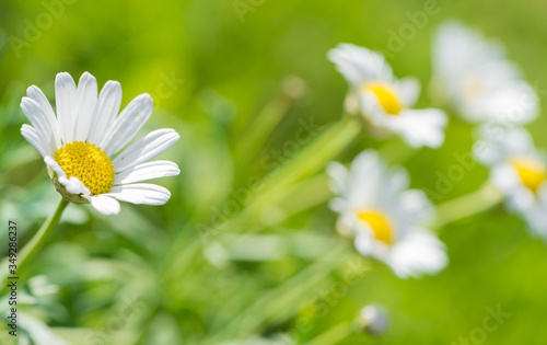 Daisy flower on natural green background.