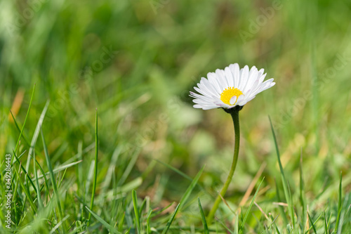 Daisy flower on natural green background.