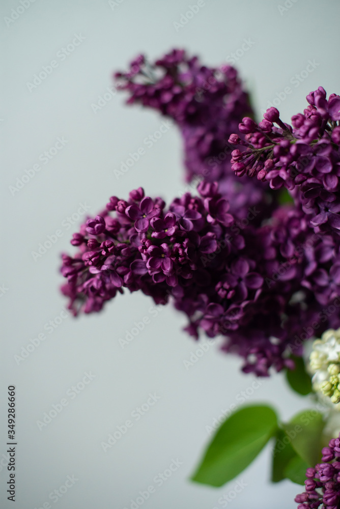 purple lilac flower on a white background