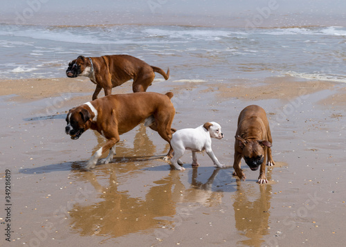 Family of boxer dogs posing for photograph © Jess