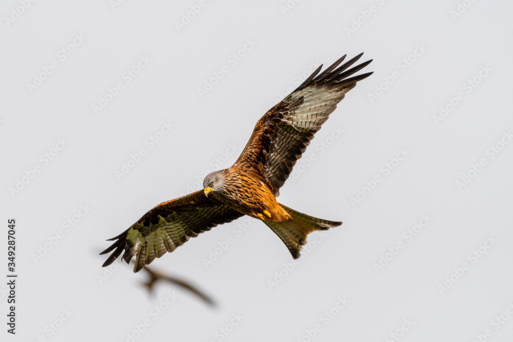 Red Kite (Milvus milvus) flying in mid-Wales Red Kite (Milvus milvus) flying in mid-Wales