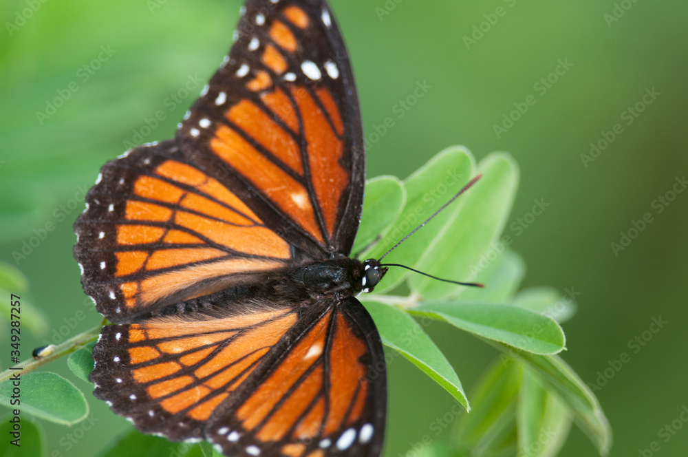 Obraz premium Viceroy