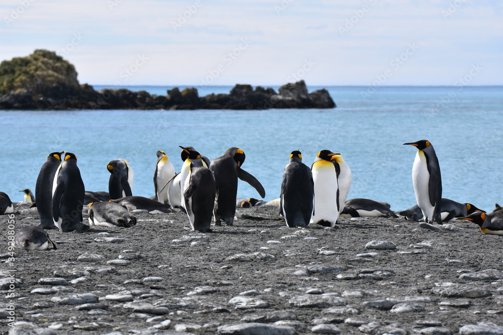 Obraz premium Gold Harbour, South Georgia Island