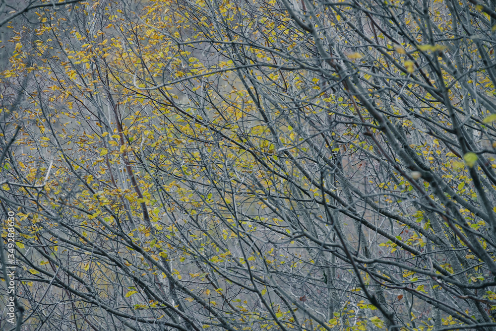 Green leaves on a tree in Monte Autore forest, Italy Green leaves on a tree in Monte Autore forest, Italy