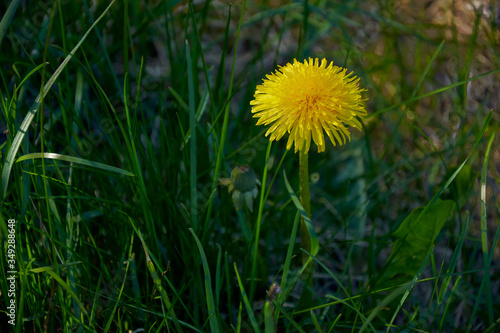 common dandelion in the springtime grass