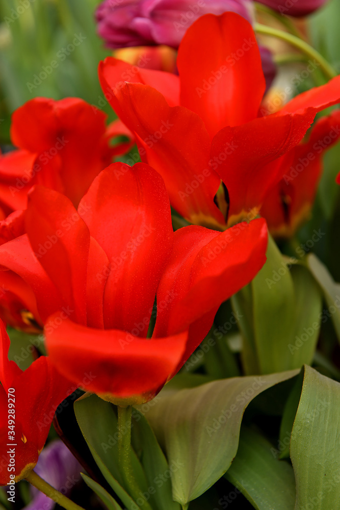 Fototapeta premium Red Tulip Madame Lefeber, Fosteriana cultivar