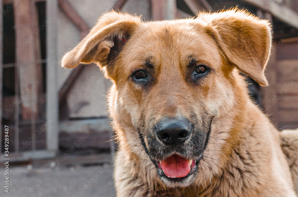 big red mongrel dog peers into the frame big red mongrel dog peers into the frame