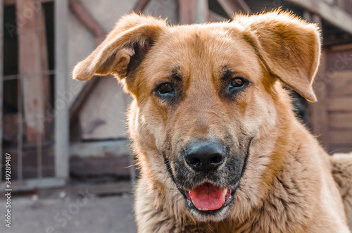 big red mongrel dog peers into the frame