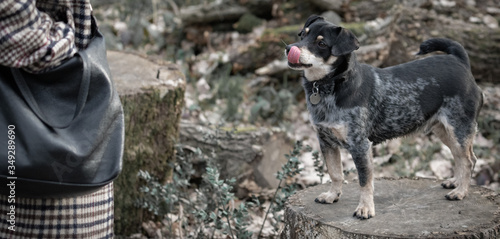 Dog on a log, anticipating a treat