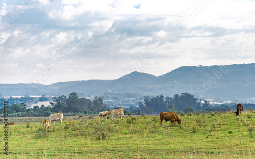 Beef cattle breeding and grazing field in southern Brazil