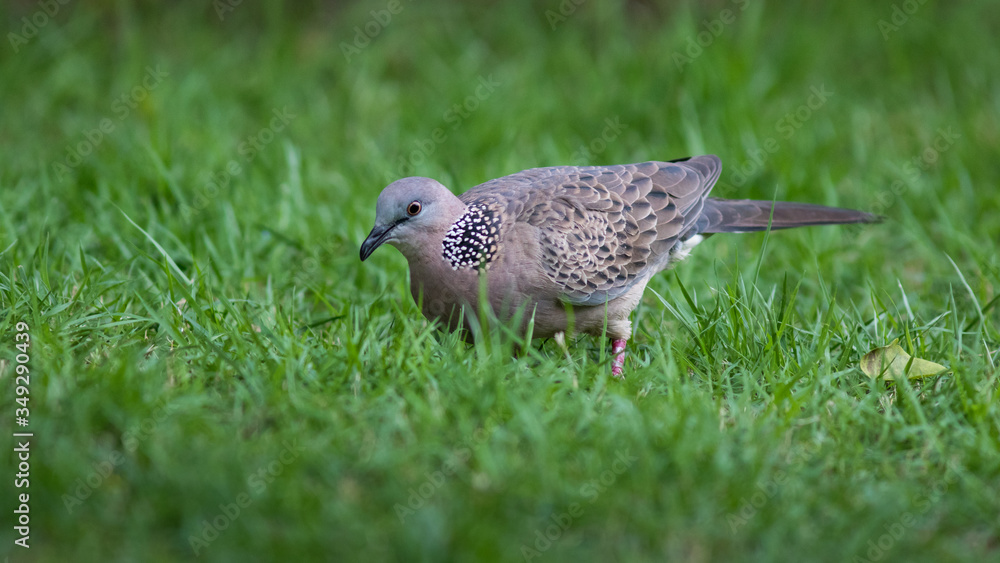 The Spotted Dove