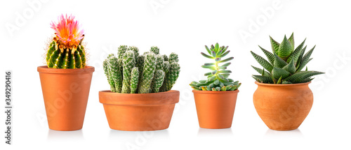 Collection of various cactus and succulent