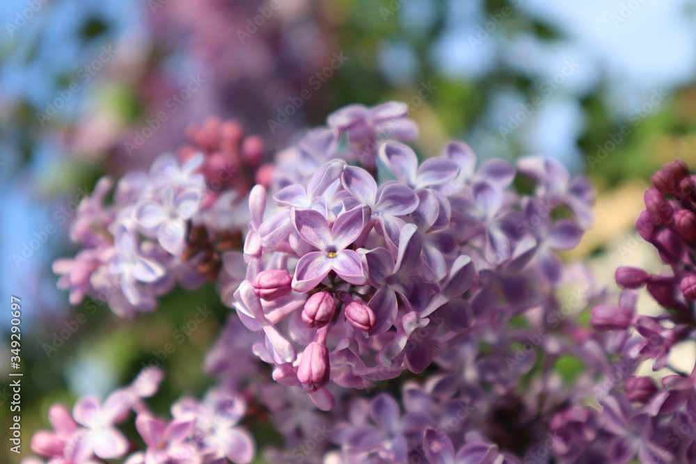 Lilac flowers in the garden Lilac flowers in the garden