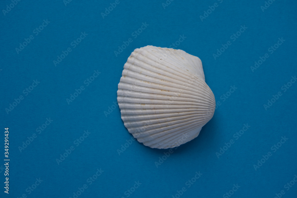 Single seashell isolated on blue background, marine souvenir, top view Single seashell isolated on blue background, marine souvenir, top view