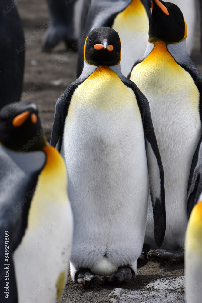 Fototapeta premium King penguin incubating their egg at Gold Harbour, South Georgia Island