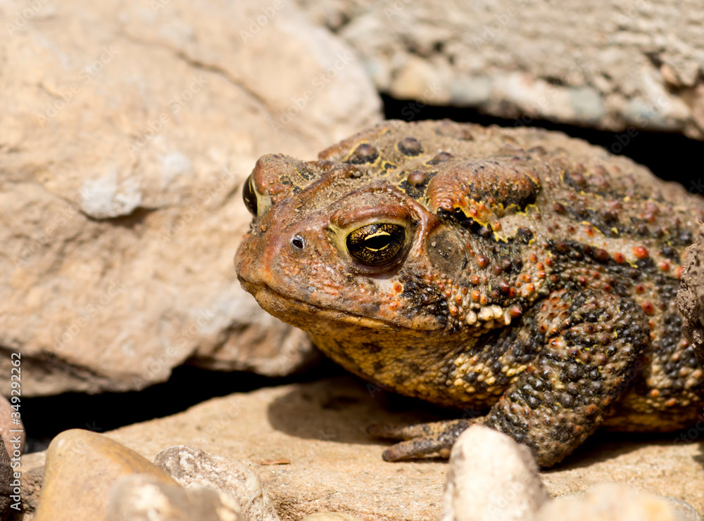 Fototapeta premium Toad on the stone