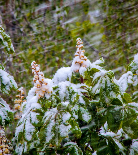 Chestnut in the snow
