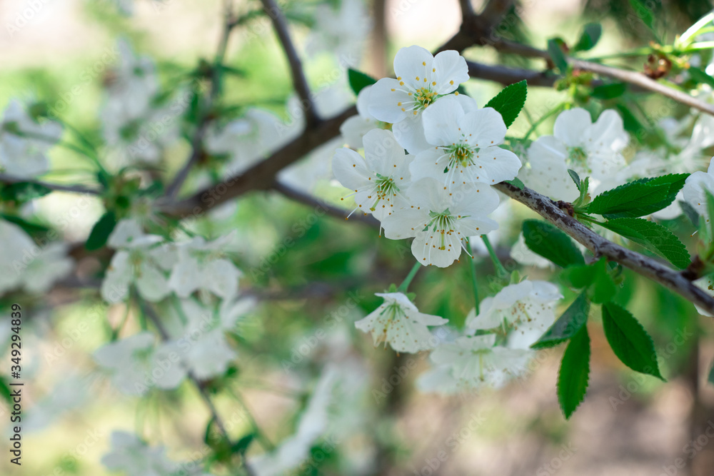 Blooming apple tree Blooming apple tree