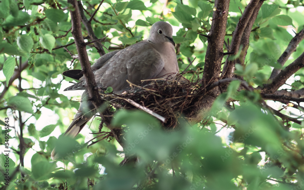 custom made wallpaper toronto digitalA wild pigeon is sitting in a nest. The bird is sitting on the eggs.