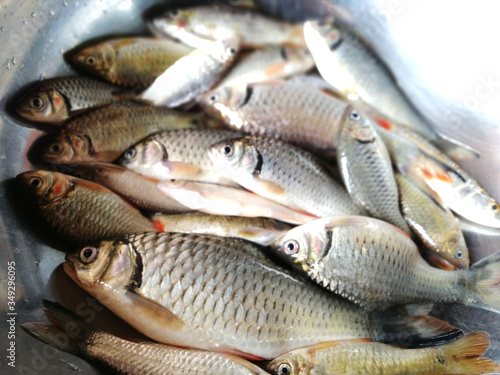 Freshwater fish in Thailand