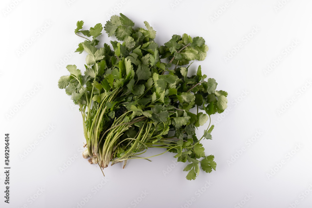 a bunch of fresh fragrant cilantro she is a caryander closeup on a white background a bunch of fresh fragrant cilantro she is a caryander closeup on a white background