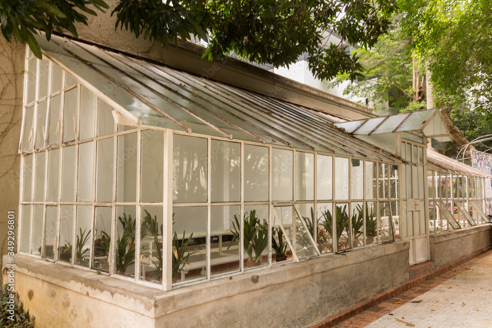 greenhouse with plants