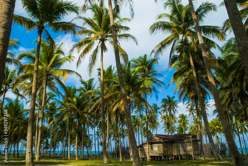A secluded old house among coconut tress in Terengganu, Malaysia.