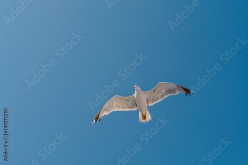 One big free white flying seagull on blue clean sky background